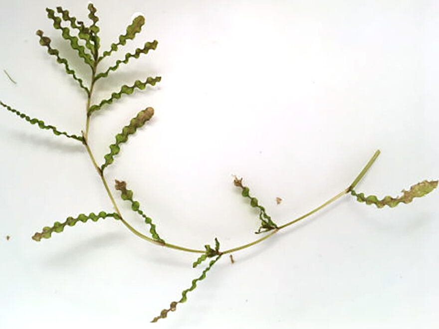 Curly-leaf pondweed